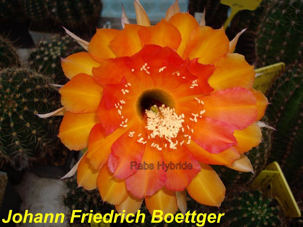 Johann Friedrich Boettger.jpg 